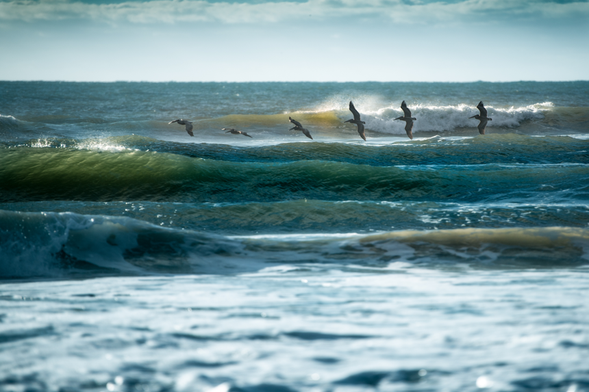 Just You And The Pelicans